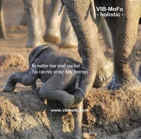 Vib-mofo