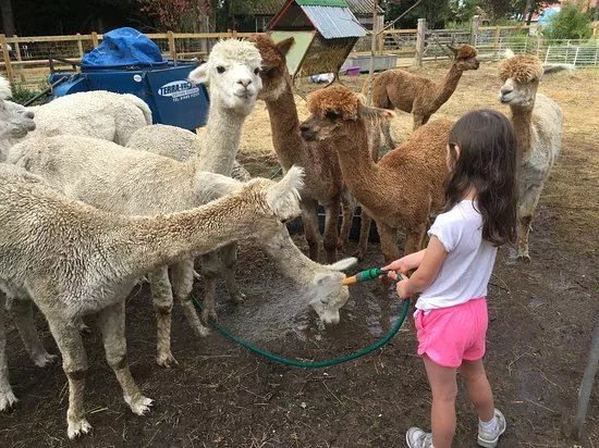 Hilly Ridge Alpacas