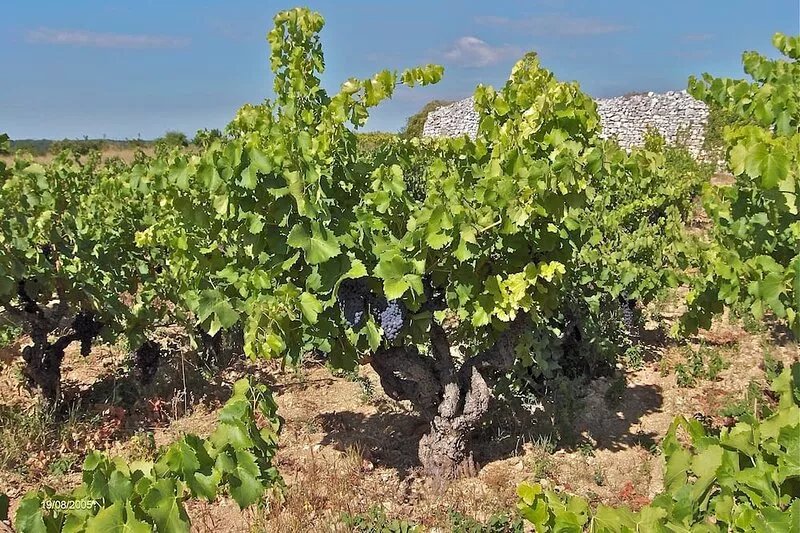 Cottage new in South Ardèche Vineyard farmhouse in stone
