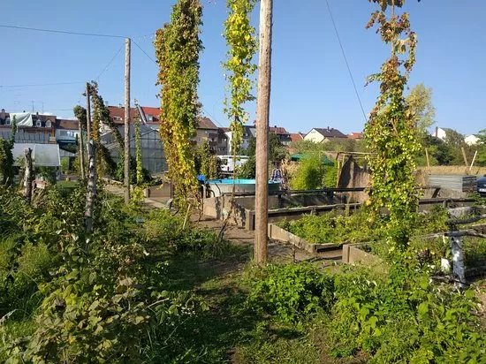 Hopfengarten Bamberg