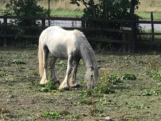Hope Pastures