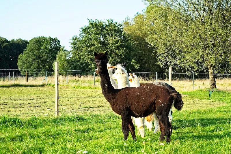 "Alpaca View" Lodge - Fluffy weekend-