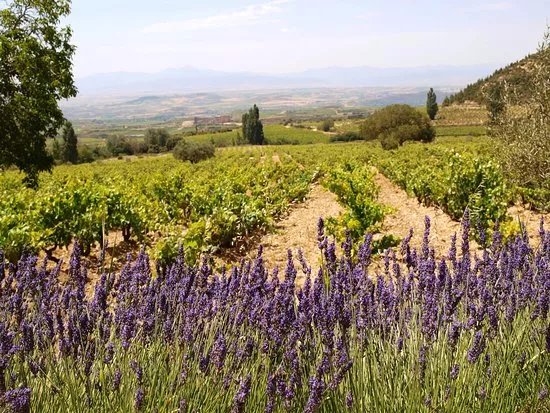 Thabuca Wine Tours