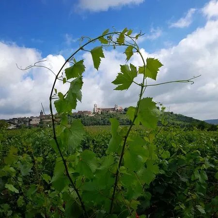 Domaine Dupont
