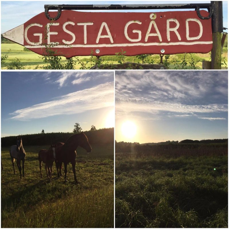 Gesta Gard
