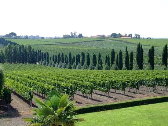Rutuli Vineyard