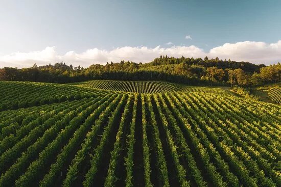 Greece By The Glass - Wine Tours