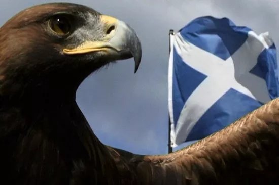 Loch Lomond Bird Of Prey Centre