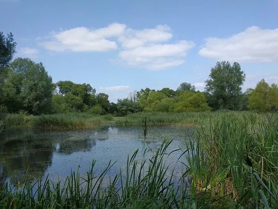 Magor Marsh Nature Reserve