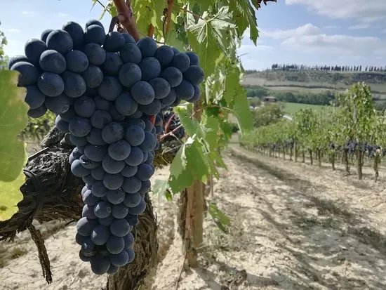 Azienda Agricola Santa Giulia