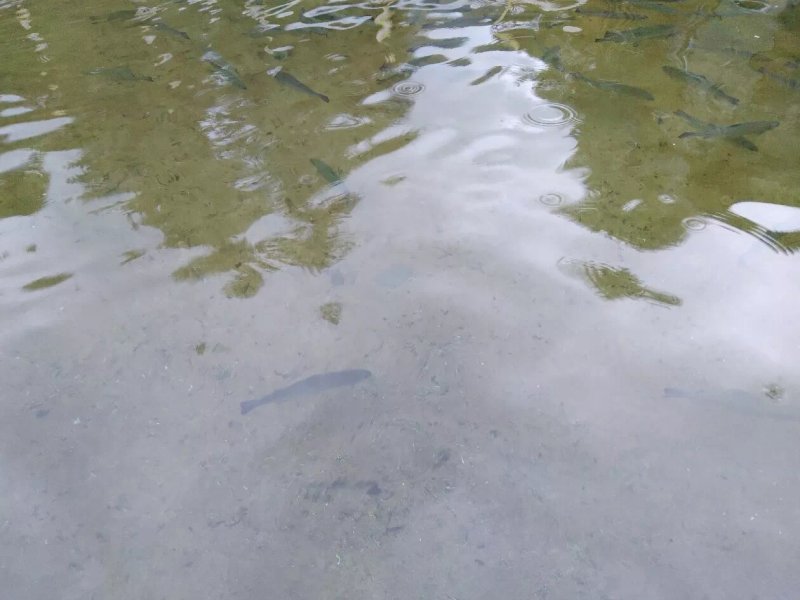 Pesca alla trota - Campo Franscia