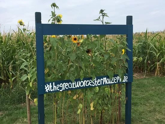 The Great Worcester Maize Maze