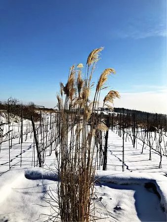 Swiety Spokoj Vineyard