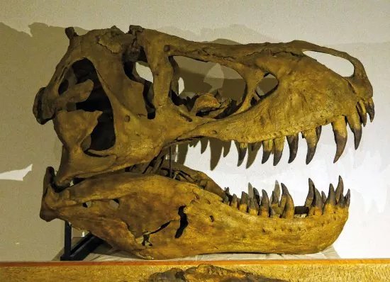 Museum Requien