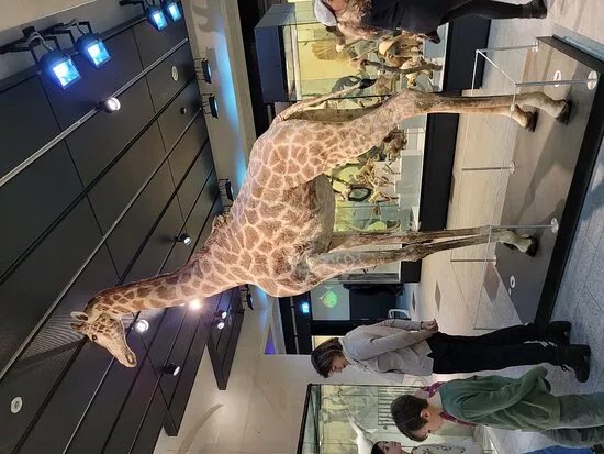 Zoological Museum of Zurich