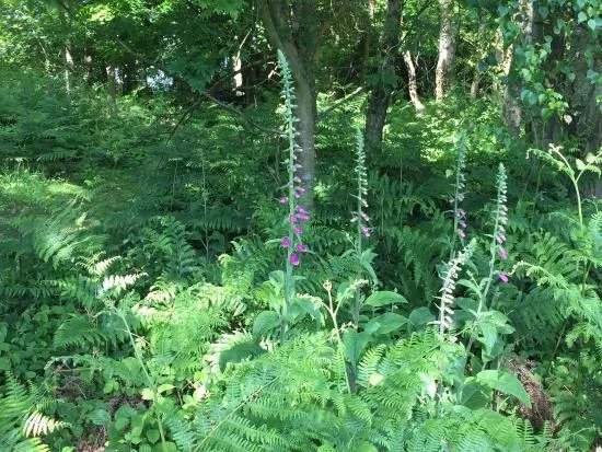 Snelsmore Common Country Park