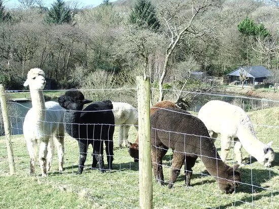 Mill Farm Alpacas