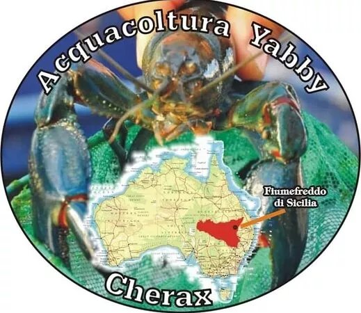 Acquacoltura Yabby