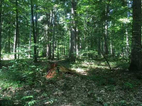 City Park Gypsy Forest