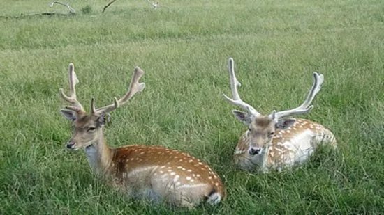 The Scottish Deer Centre