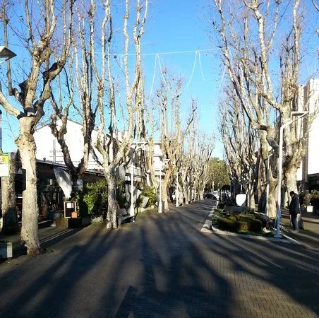 Viale dei Platani