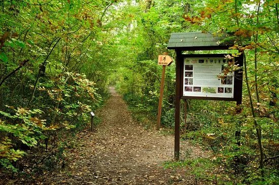 Selva di Castelfidardo