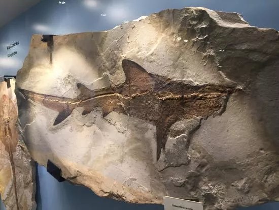 Museo dei Fossili di Bolca - Verona