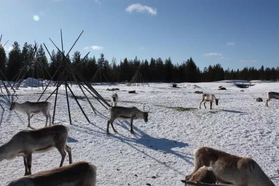 Kopara Reindeer Park