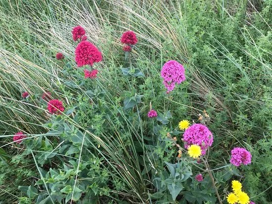 Kinmel Dunes Local Nature Reserve