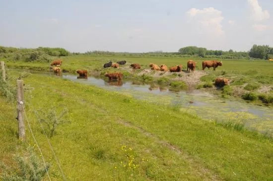 Nationaal Park Lauwersmeer