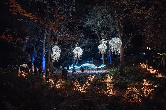 Magicznybotaniczny - Lumagica Warsaw