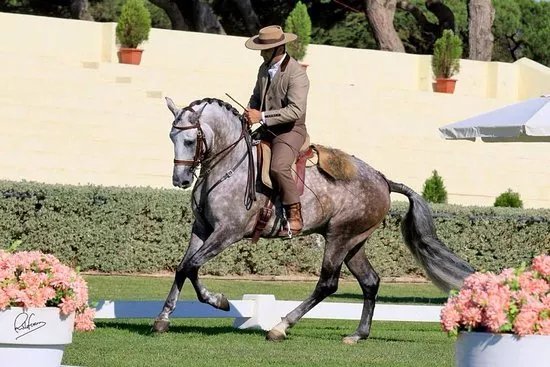 Lusitanos Riding Centre