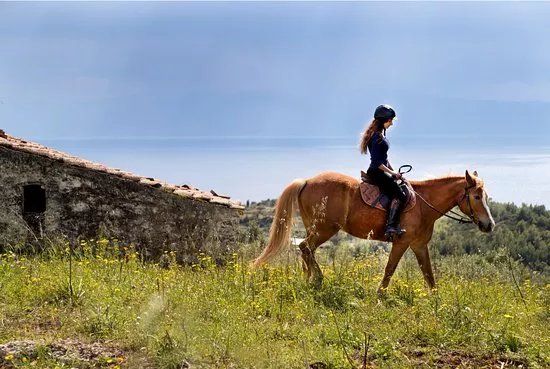 Gregs Spetses Horses
