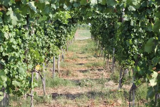 Winery Despotika