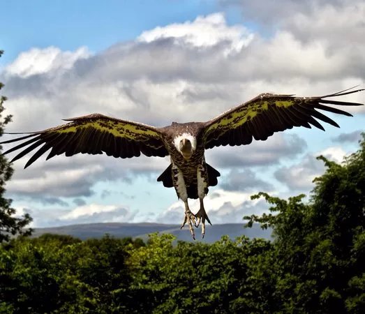 World of Wings Birds of Prey Centre