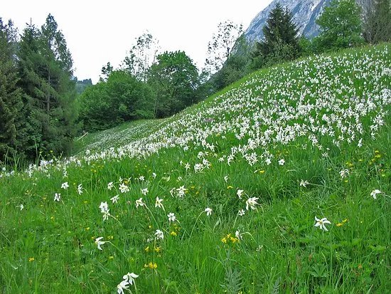 Tauplitzalm Alpenstrasse