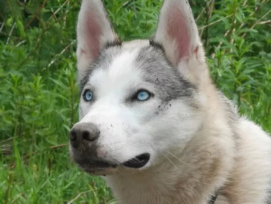 Mynydd Sleddog Adventures