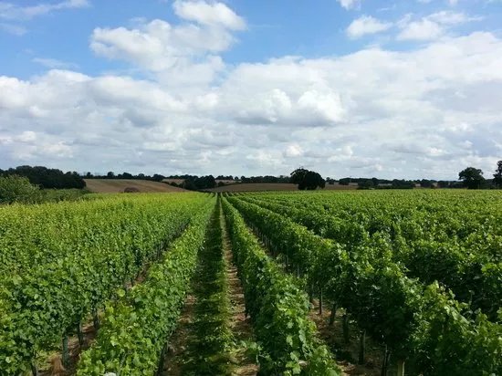 Winbirri Vineyards