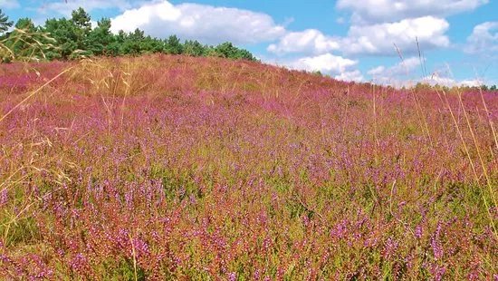 Lueneburger Heide