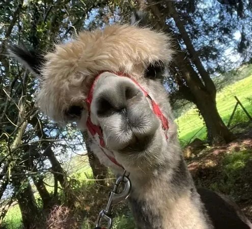 Long Acre Alpacas