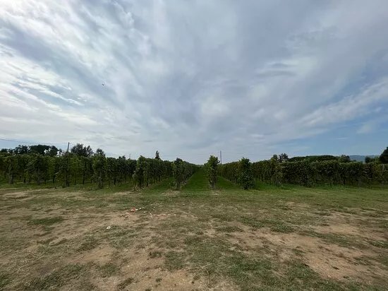 Anfiteatro Romano Di Luni