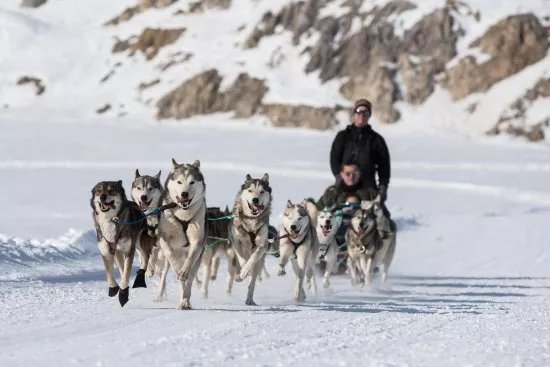 Swiss Mushing Company
