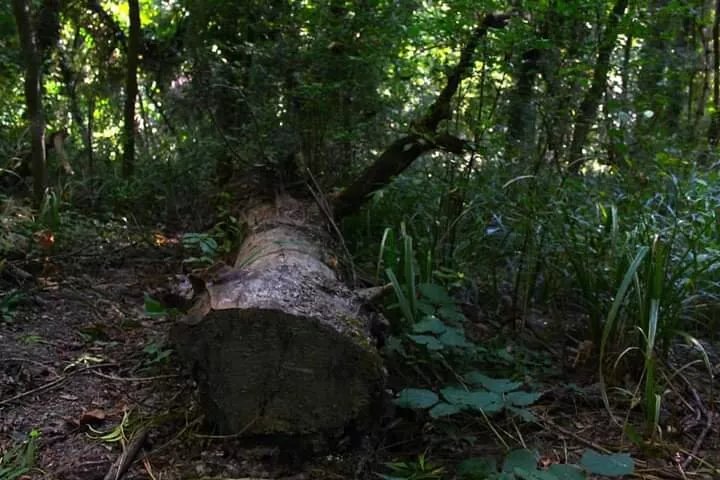 Bosco della Panfilia