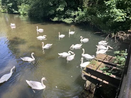 Sudbury Water Meadows