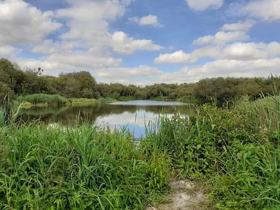 Wheatfen Nature Reserve Surlingham