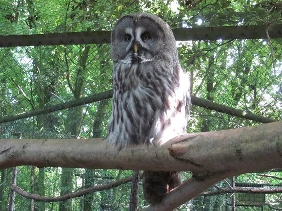 Uilen- en Dierenpark De Paay