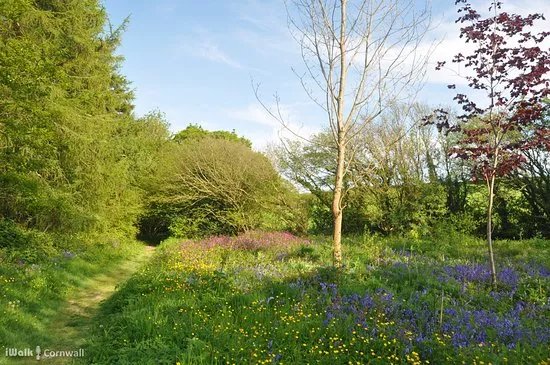 Ladock Woods