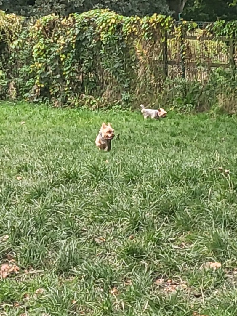 Pawprints Secure Dog Paddock