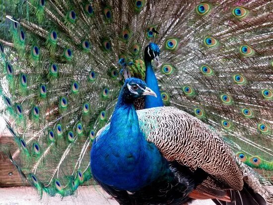 Peacocks in Pittencrieff Park