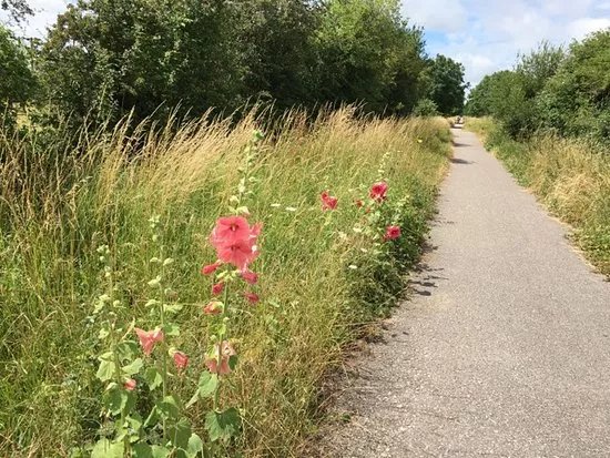The Phoenix Trail